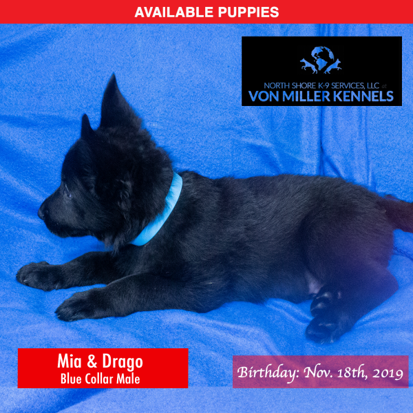 Von-Miller-Kennels_Puppies-German-Shepherds-11-18-2019-litter-Blue-Male-3